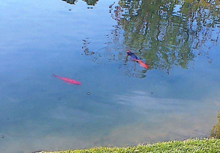 84136 Ave 44, #772 772