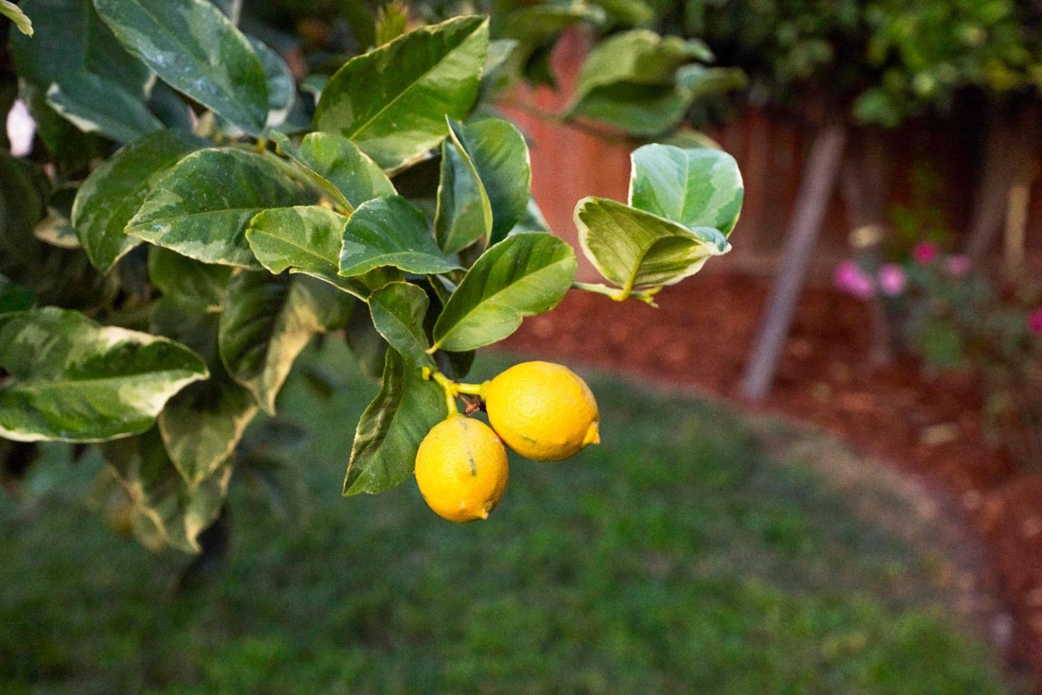 8006 Springarden Way