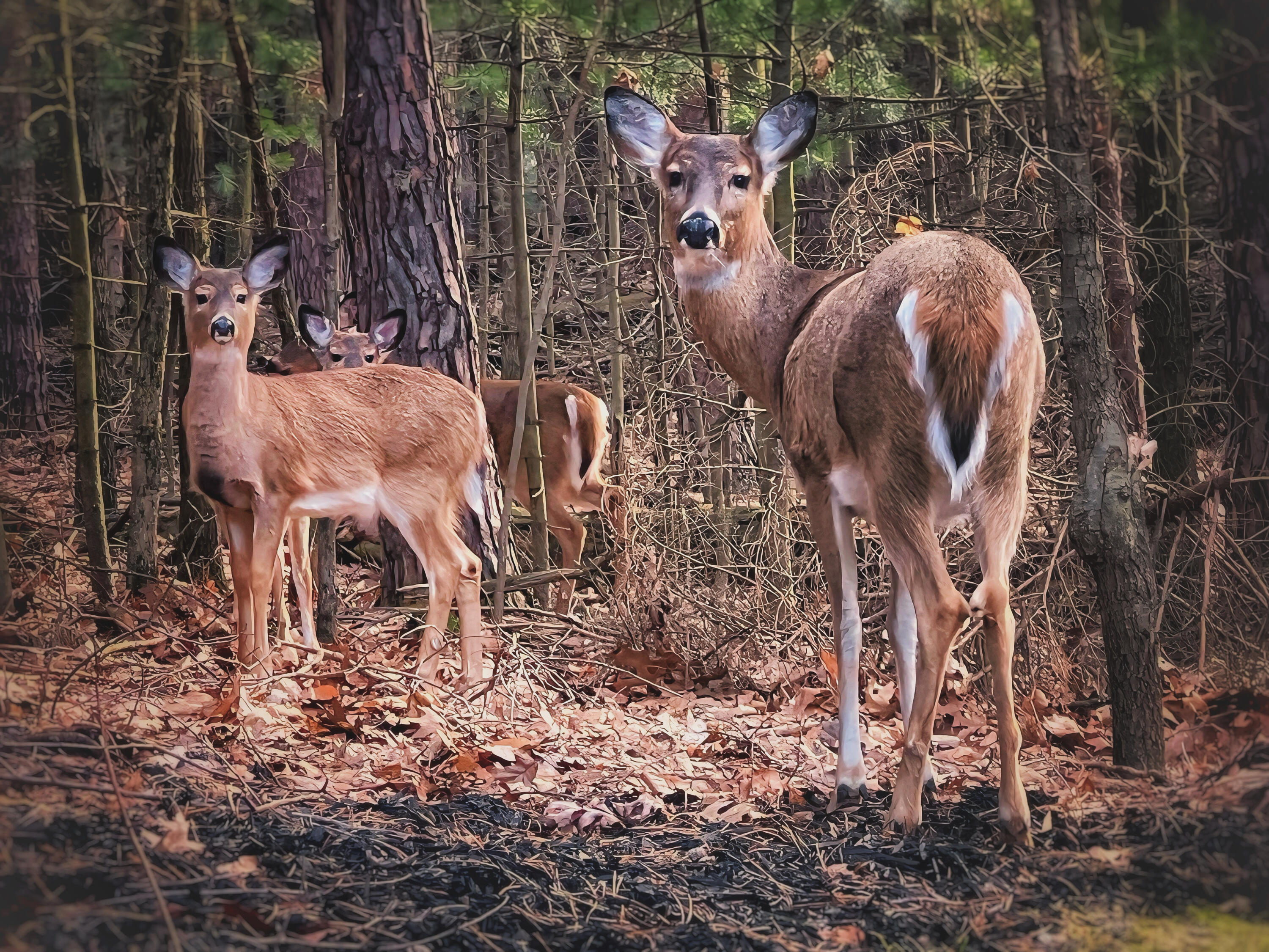 2100 Timber Point Drive SE