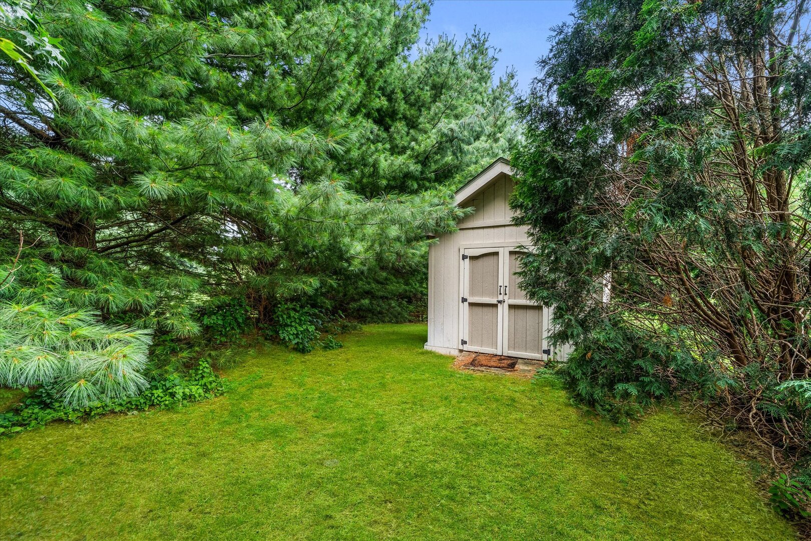 Grassy backyard with a small storage shed surrounded by mature evergreen trees.