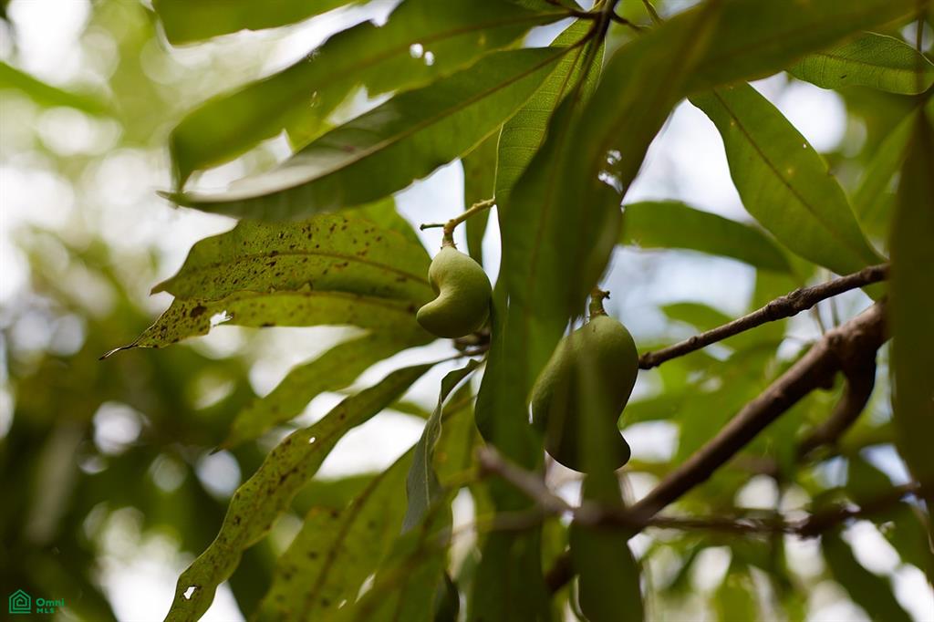 Finca Gomez Naranjalito