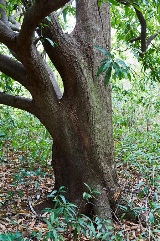 Finca Gomez Naranjalito