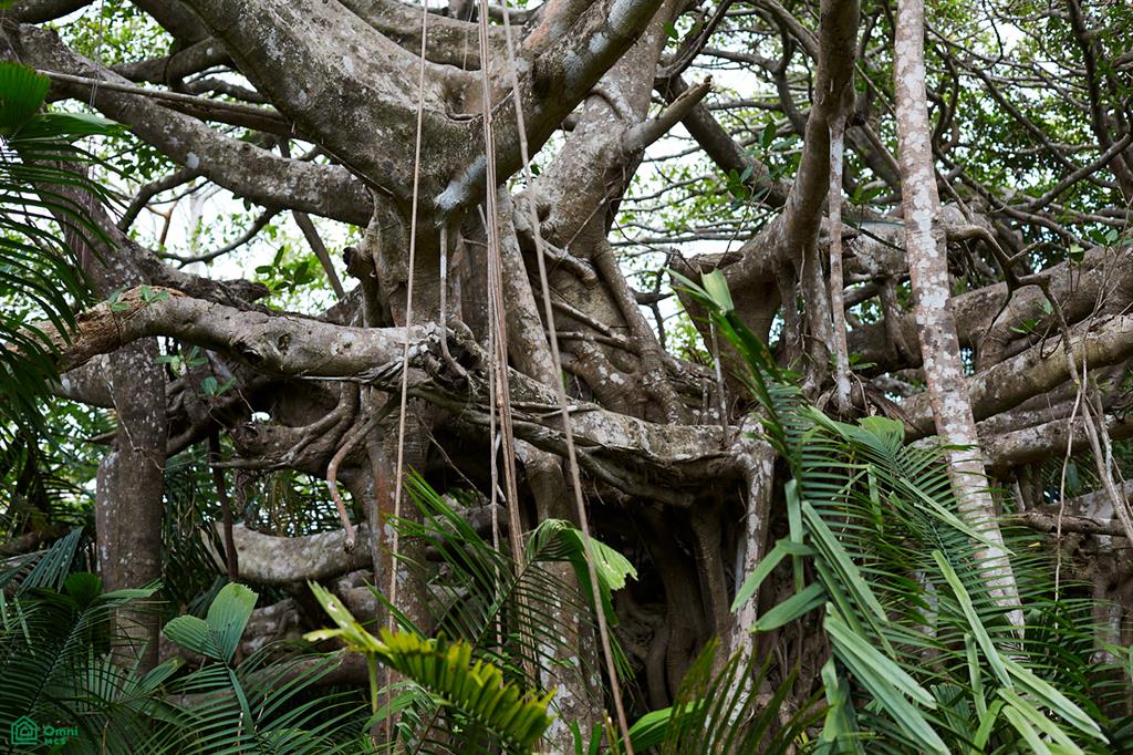 Finca Gomez Naranjalito