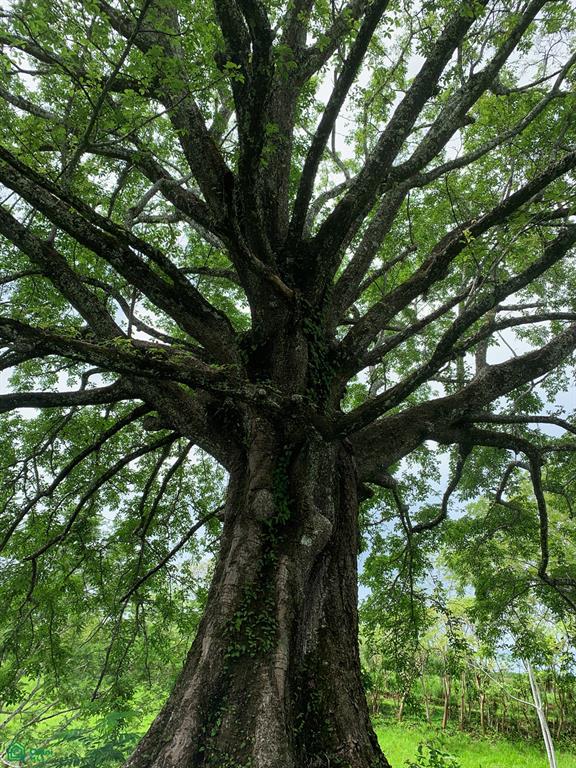 Finca Gomez Naranjalito