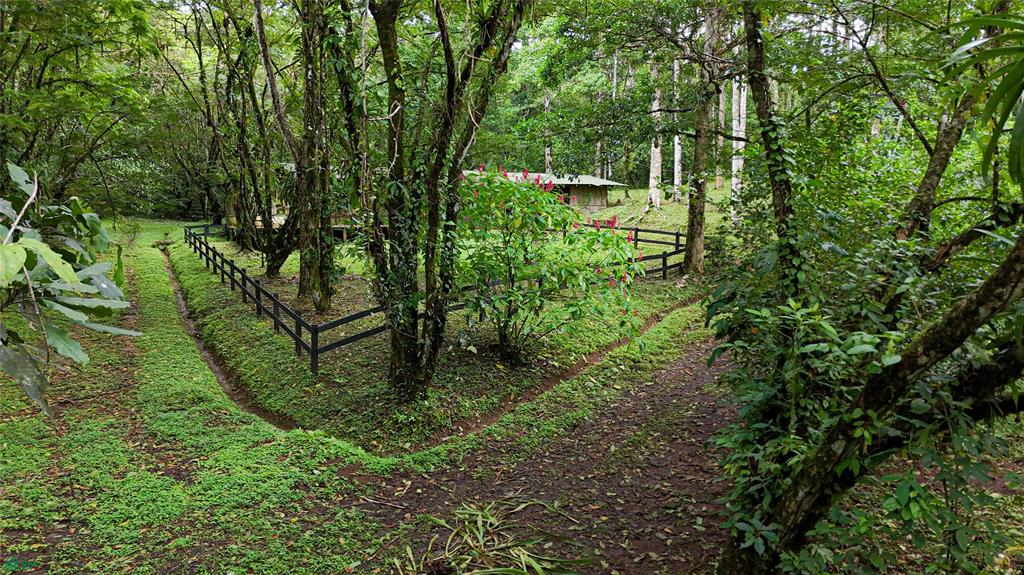 Finca Macadamia Bijagua