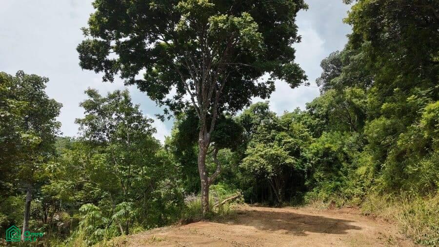5,000 M2 LOT - La Marcela Playa Potrero 
