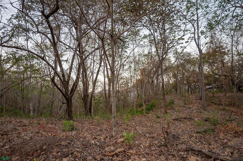 Lot 9 - Palo Vista