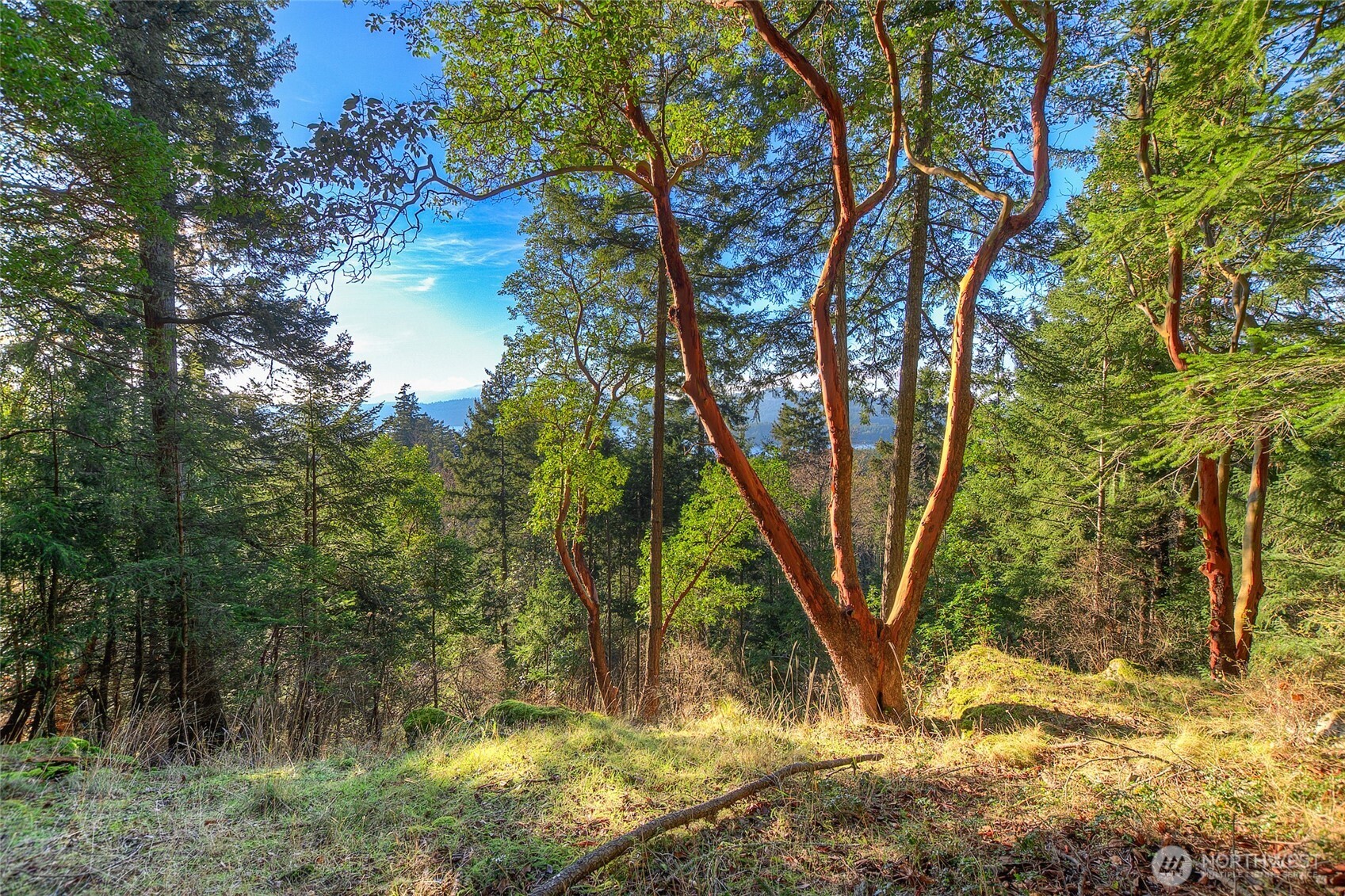 558 Buck Mt. Road