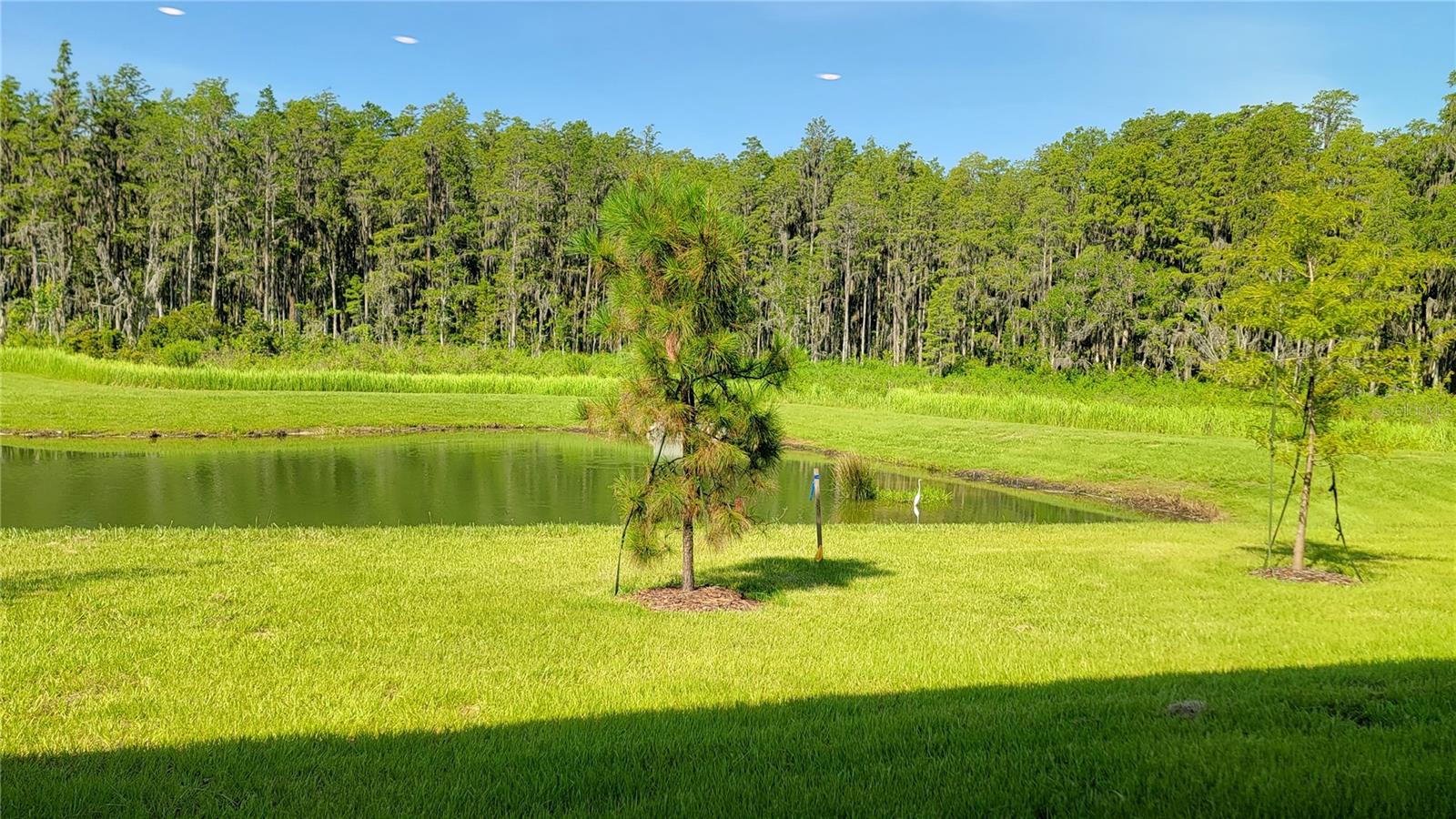 32173 TURTLE GRACE LOOP