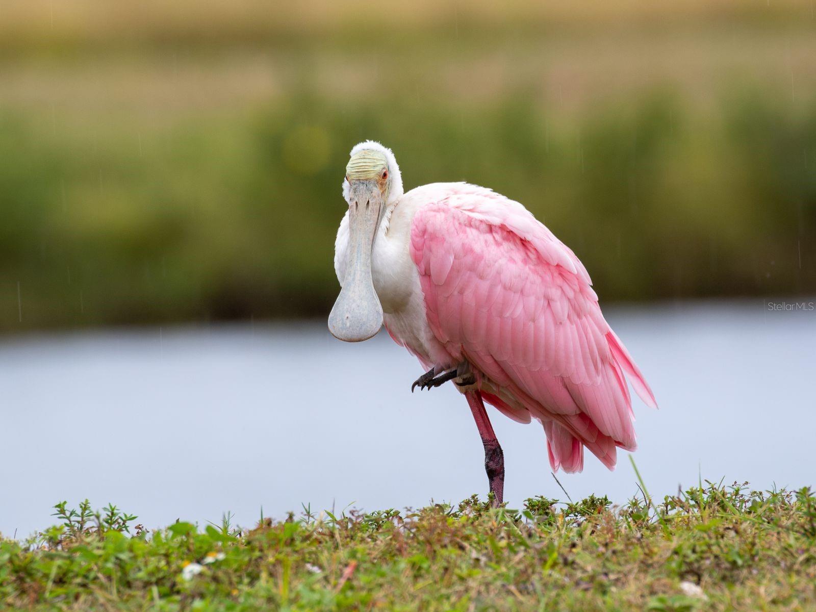 230 SAPPHIRE LAKE DR #201