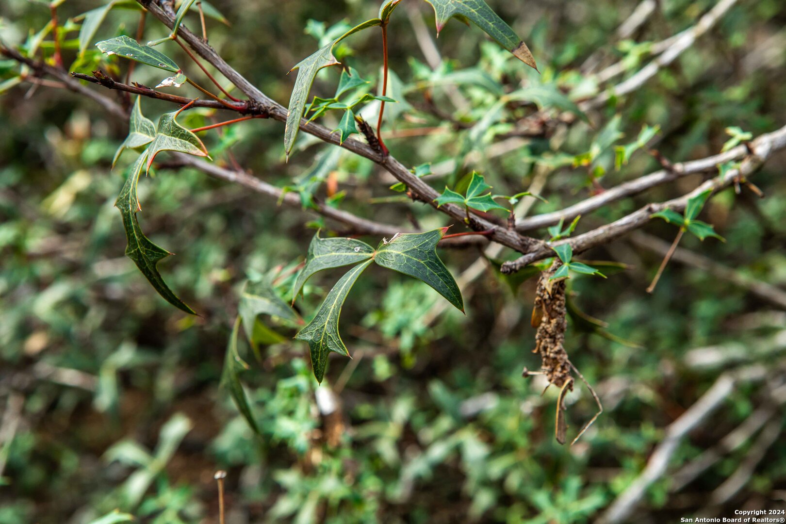 8684 Mineral Cemetery Rd