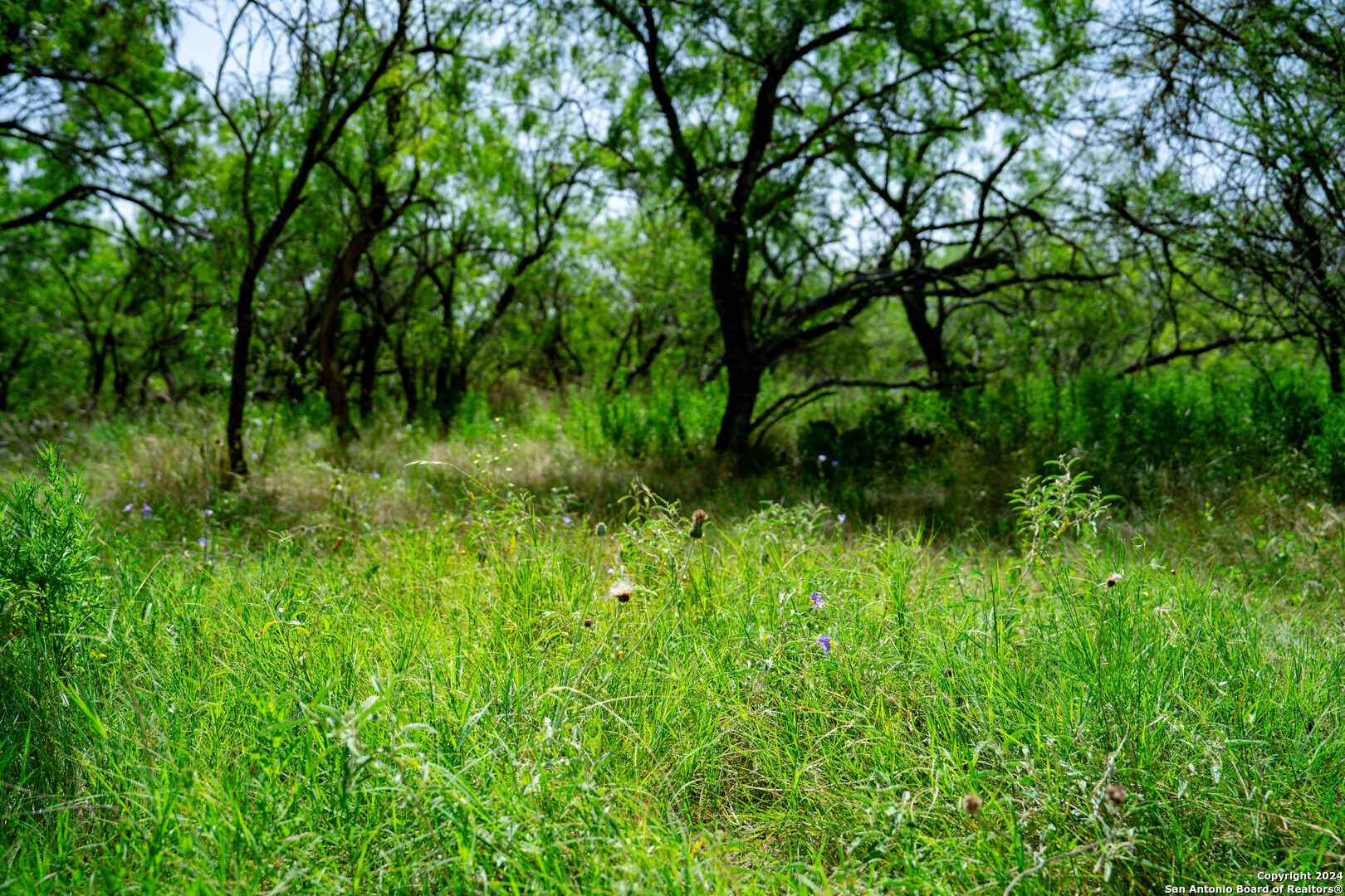 TRACT 3 10+/- Acres County Road 426