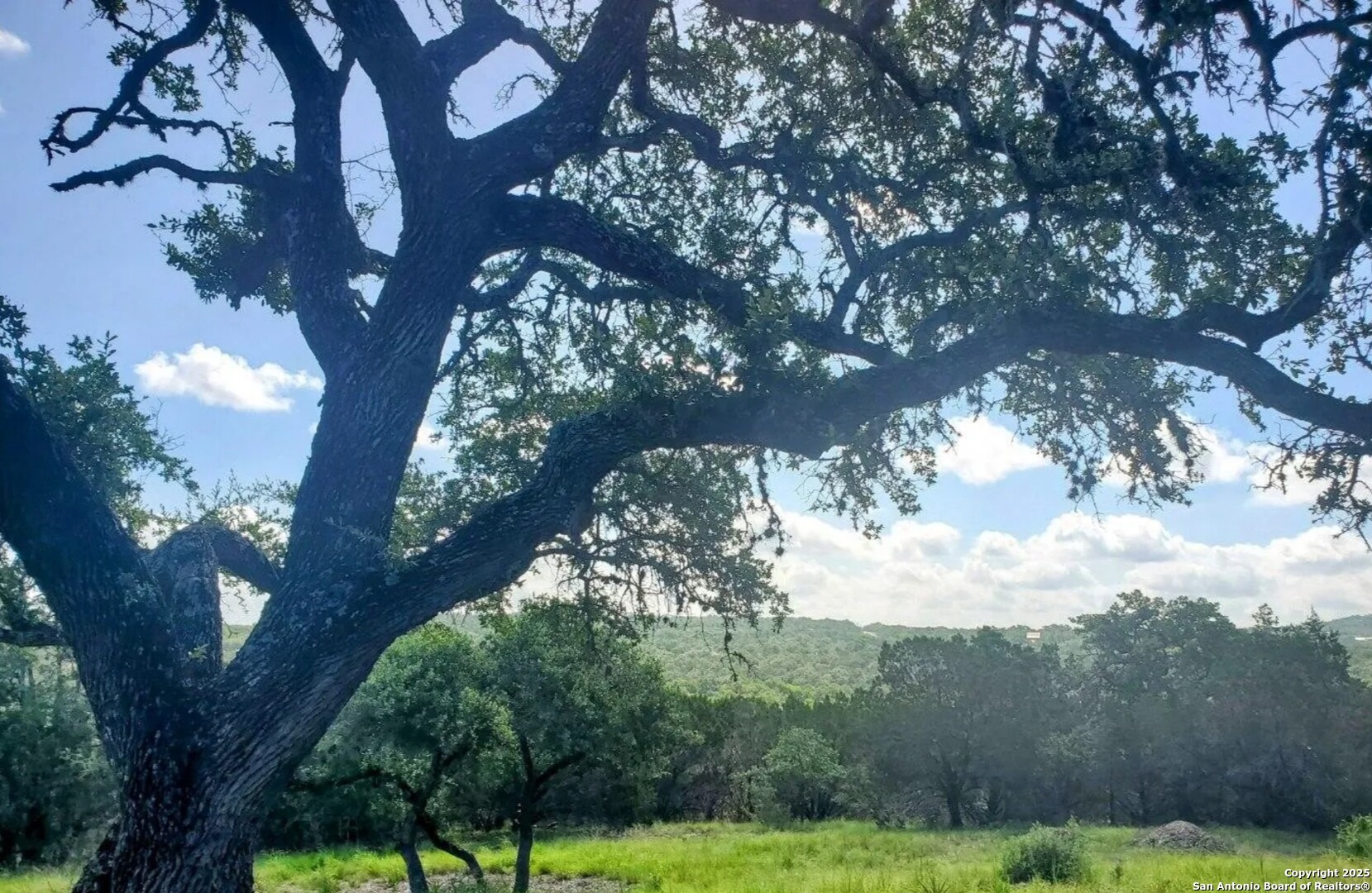 12033 Summer Meadows