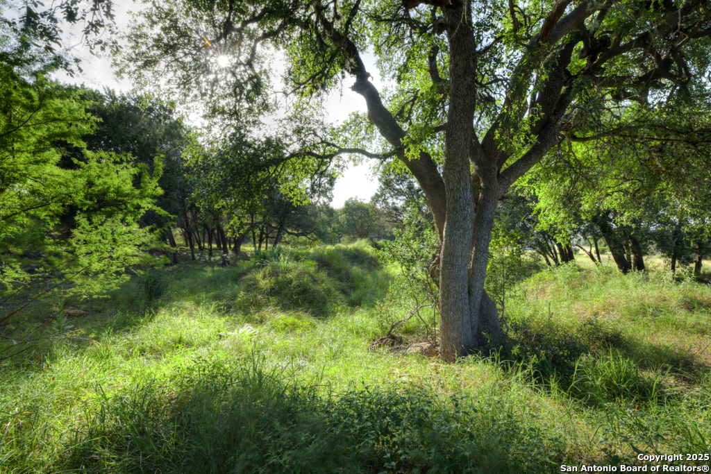 1855 Texas Oaks