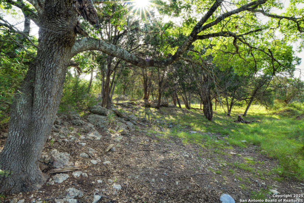 1855 Texas Oaks
