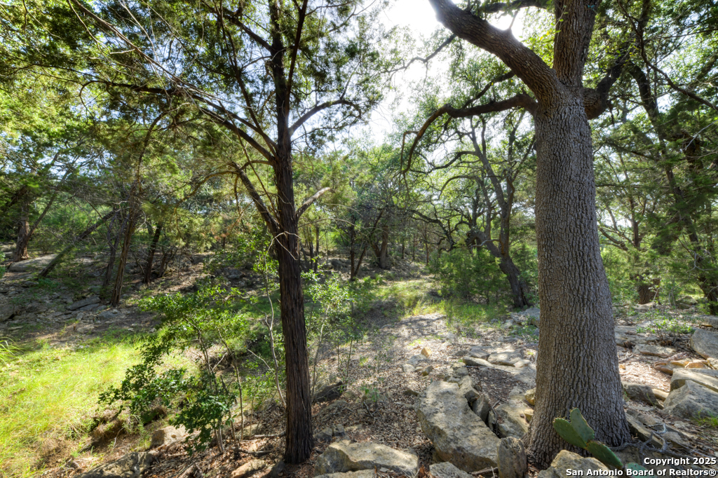 1855 Texas Oaks