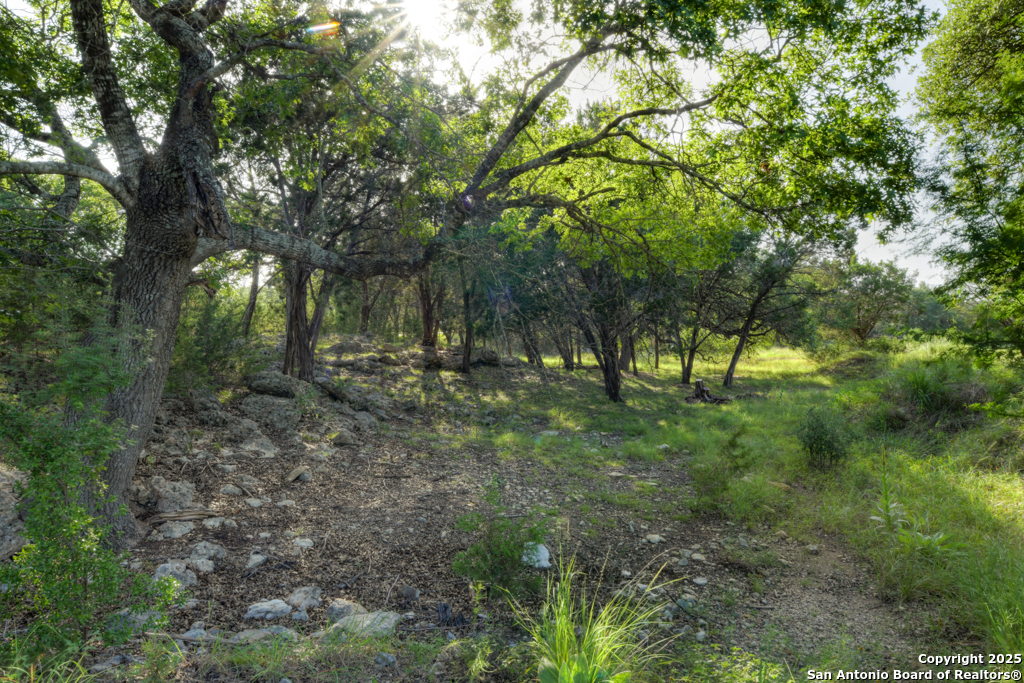 1855 Texas Oaks