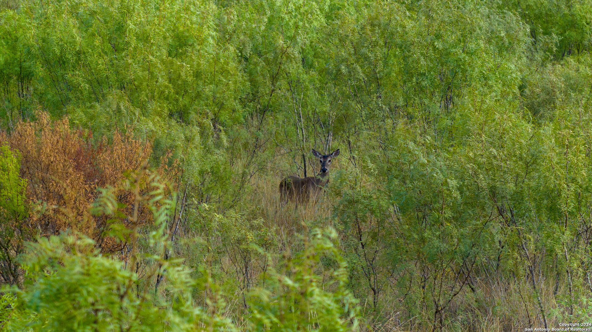 +/- 24.6 ACRES Hwy 173