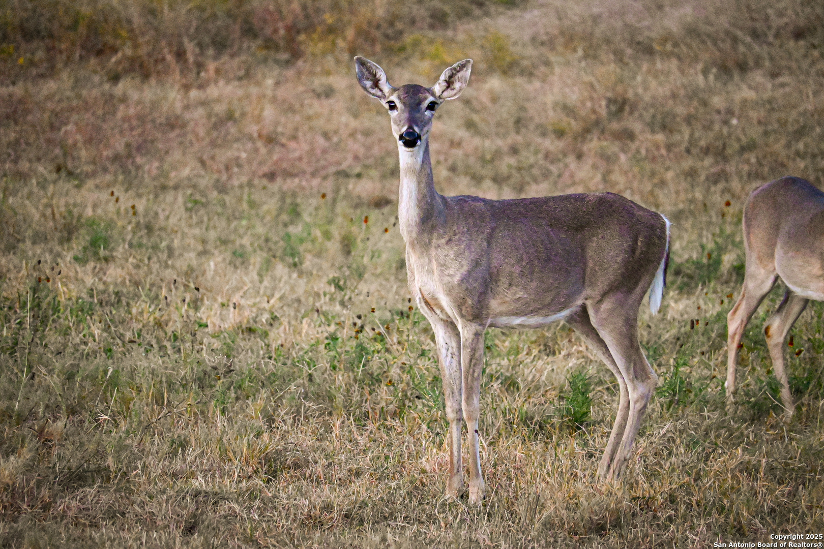 417 Sparkling Springs