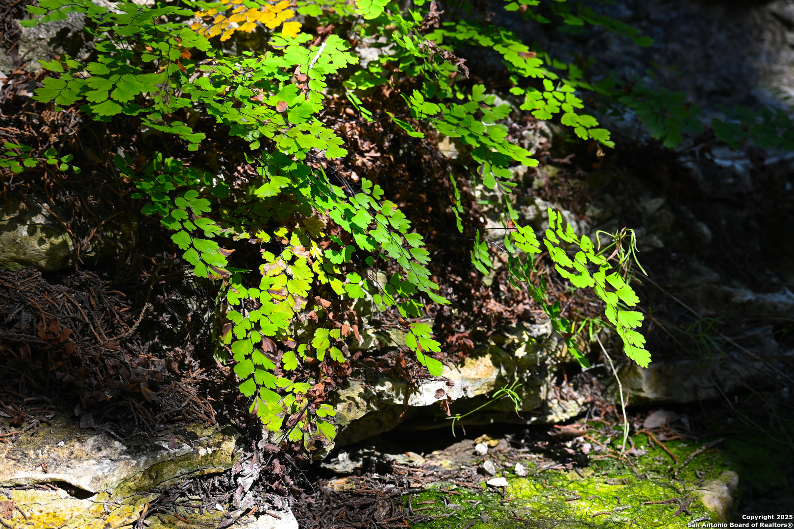 417 Sparkling Springs