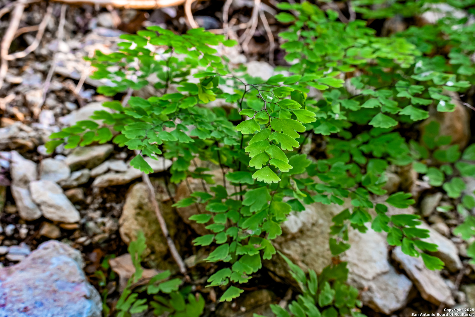 417 Sparkling Springs