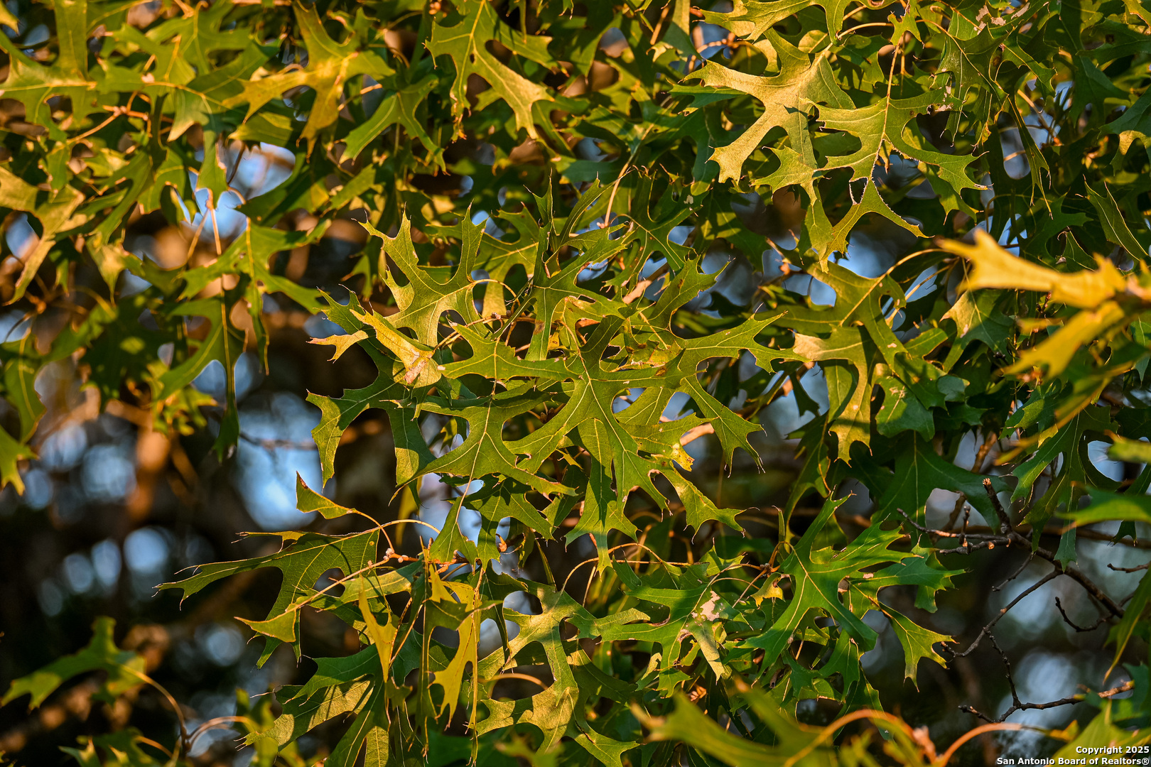 417 Sparkling Springs