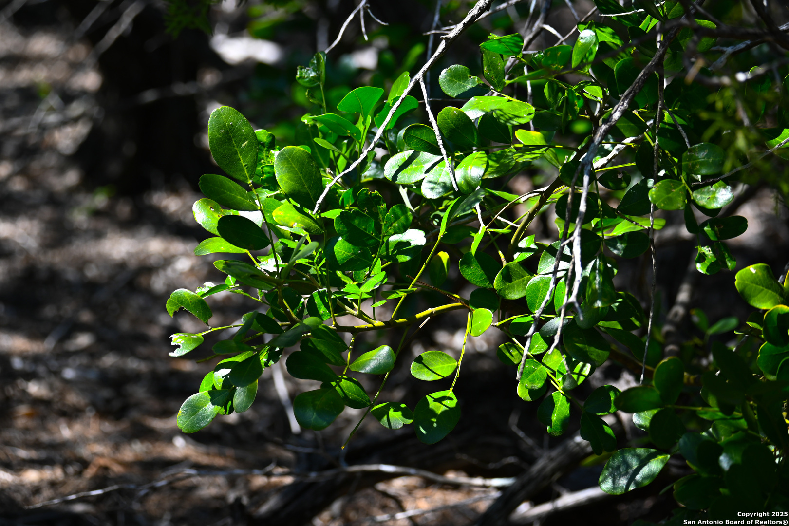 417 Sparkling Springs