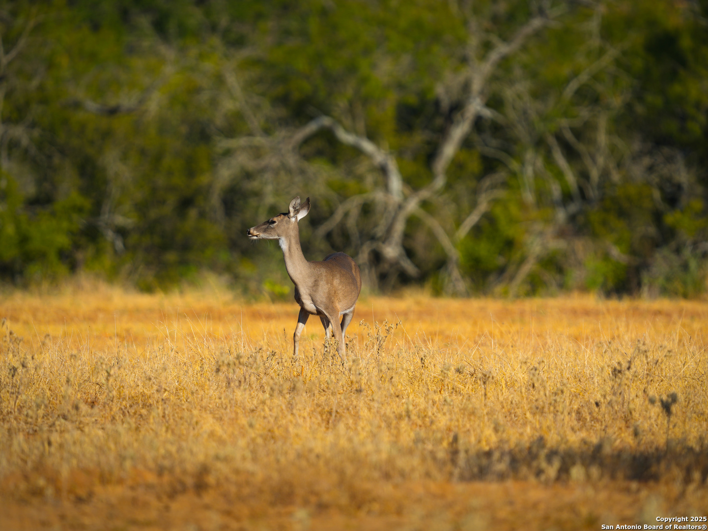 +/- 27.5 ACRES County Road 302