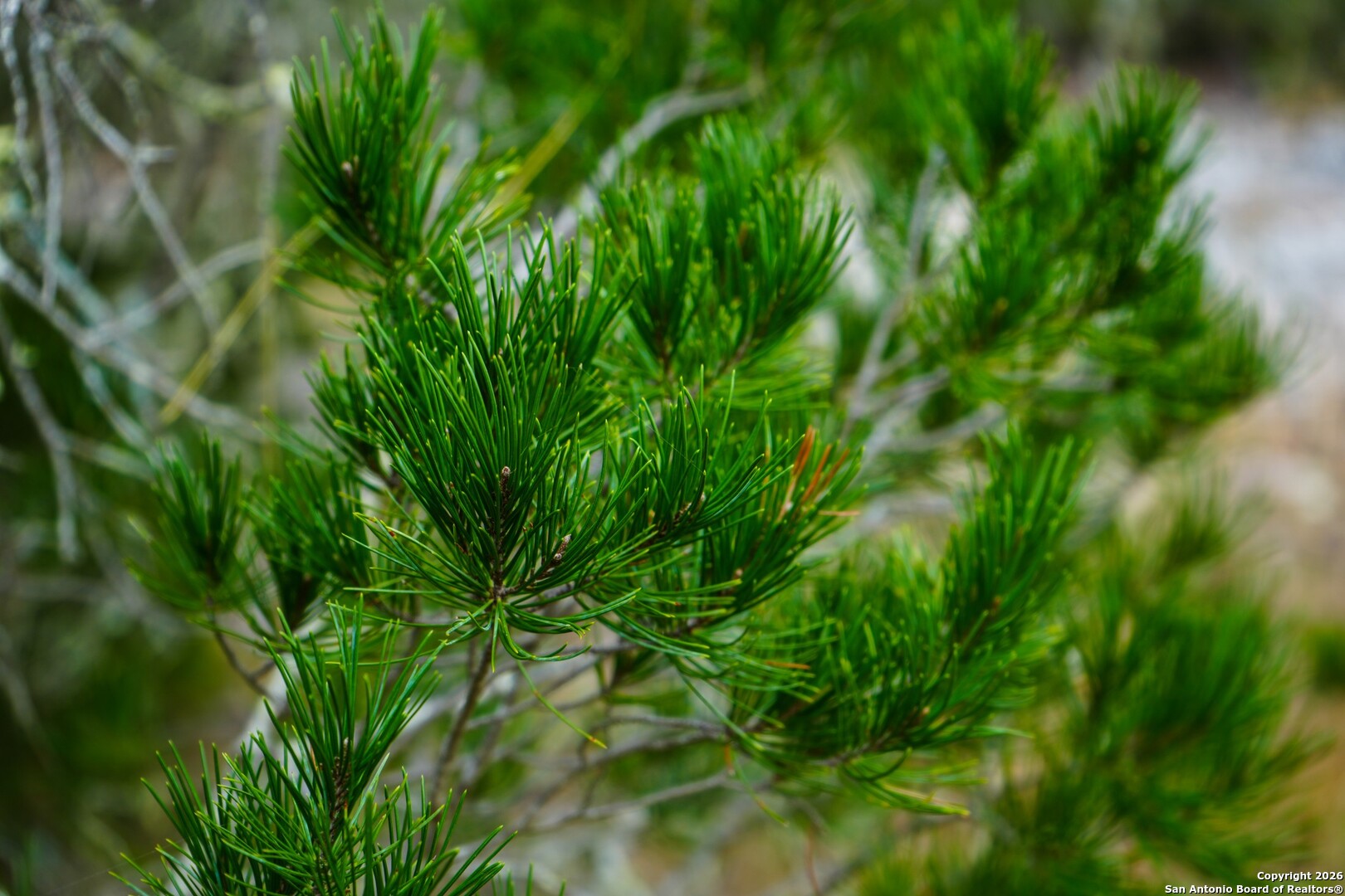 LOT 13 Wild Canyon Ranch Phase 1