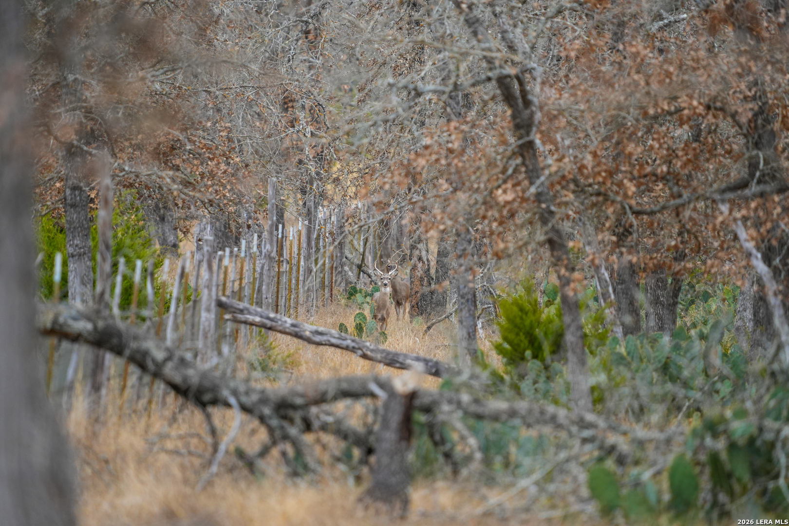 455 Hubble