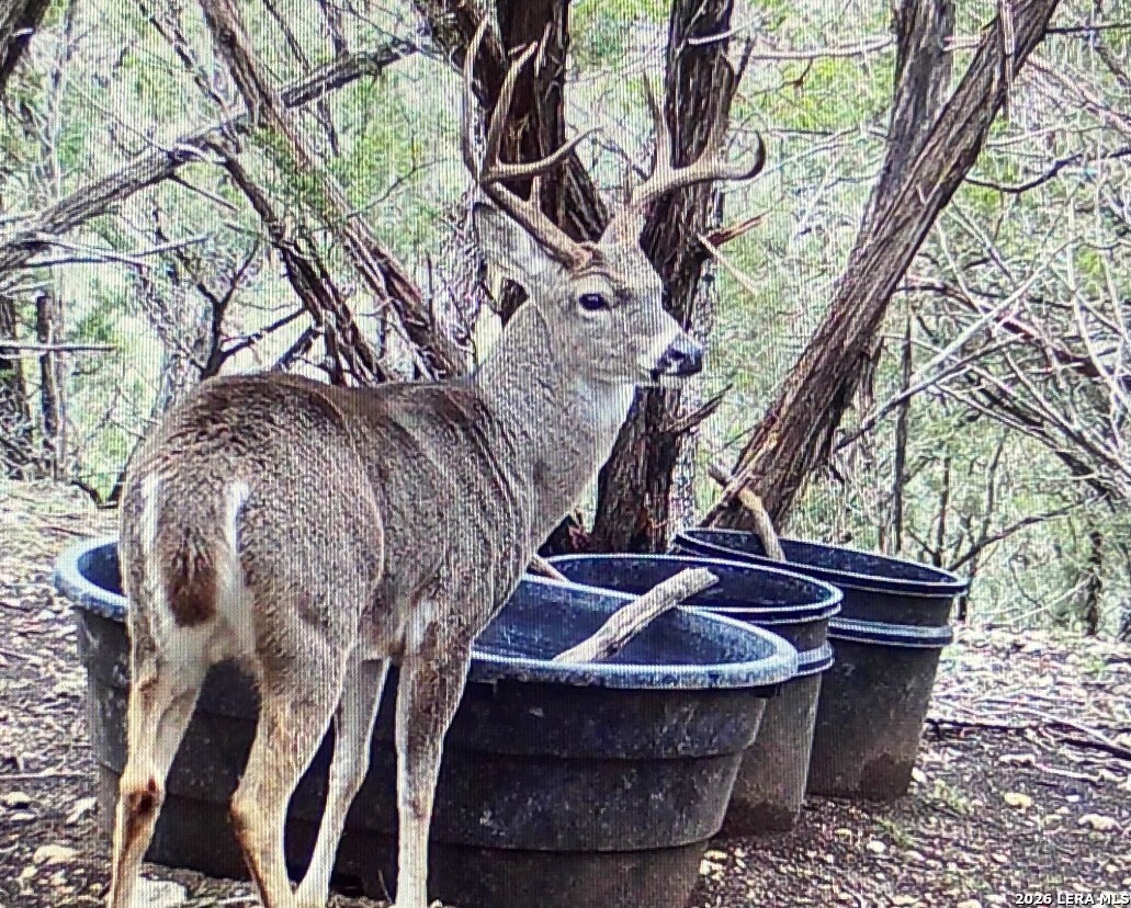 1455 Willow Springs