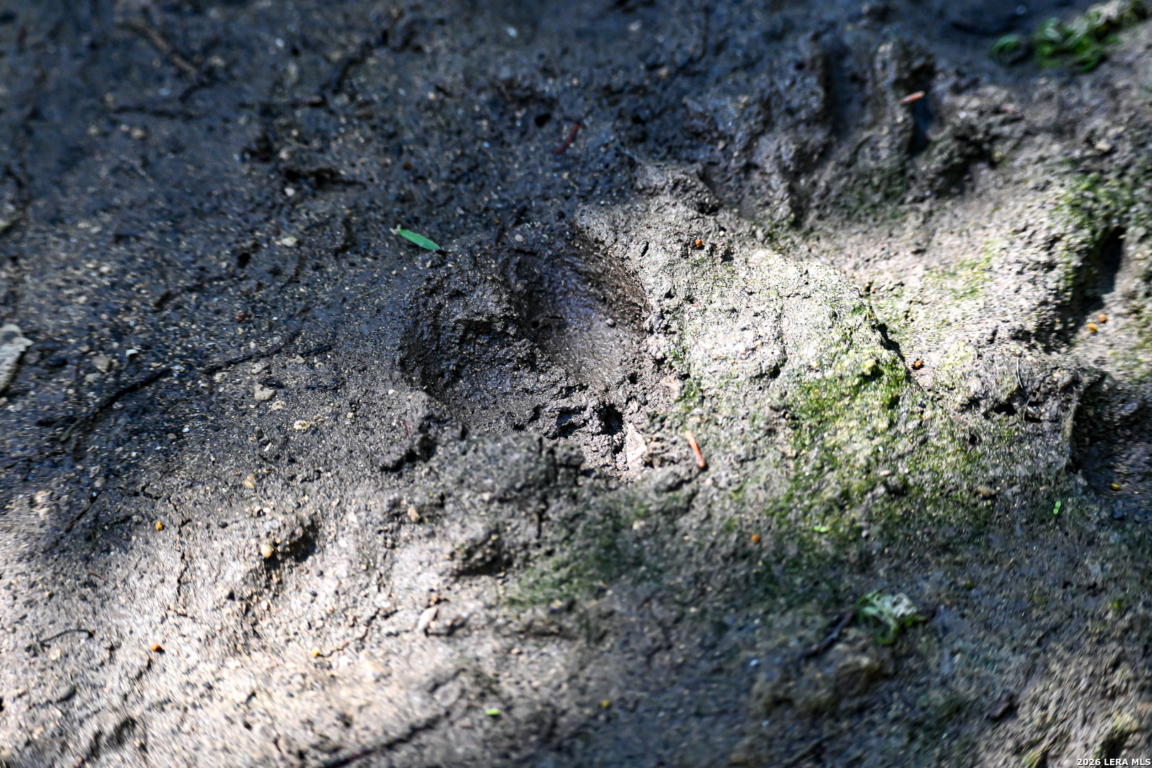 417 Sparkling Springs Dr