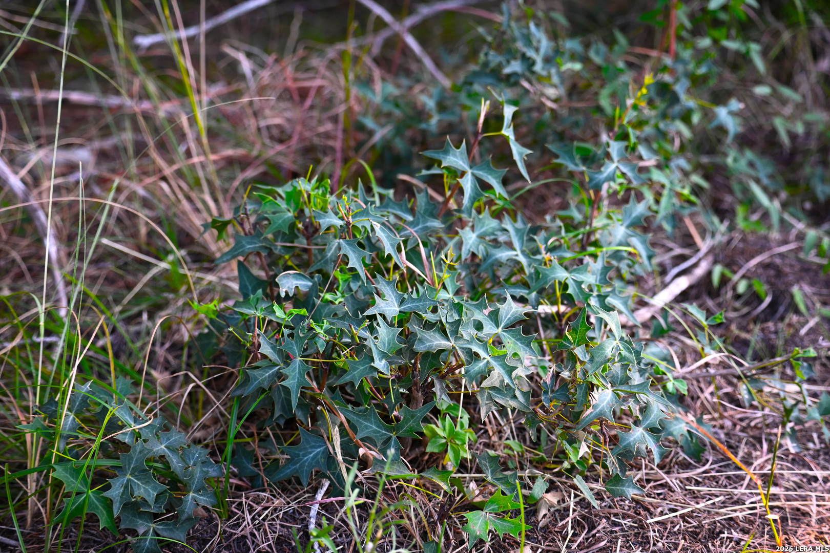 417 Sparkling Springs Dr