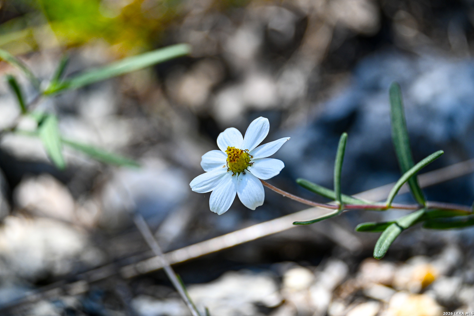 417 Sparkling Springs Dr