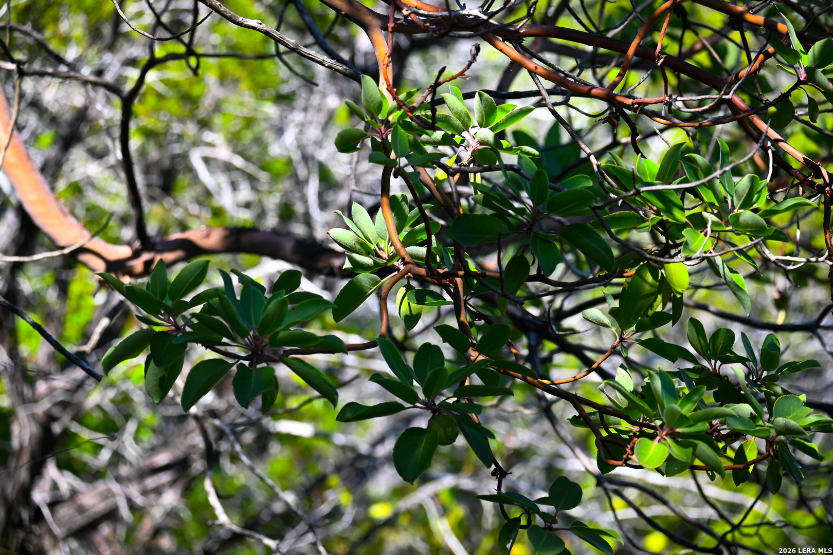 417 Sparkling Springs Dr