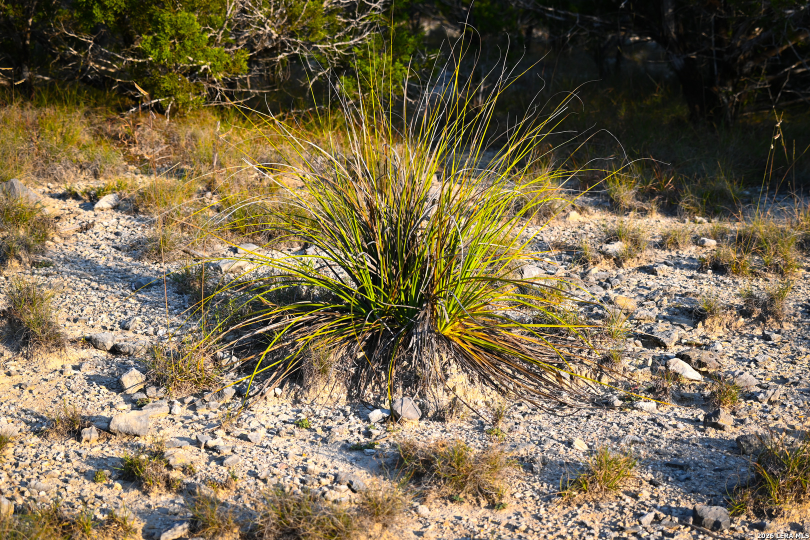 417 Sparkling Springs Dr