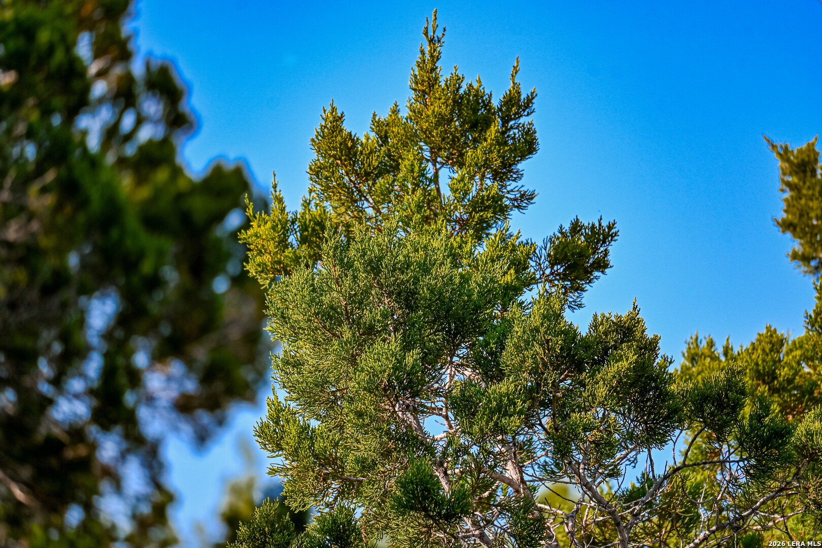 417 Sparkling Springs Dr