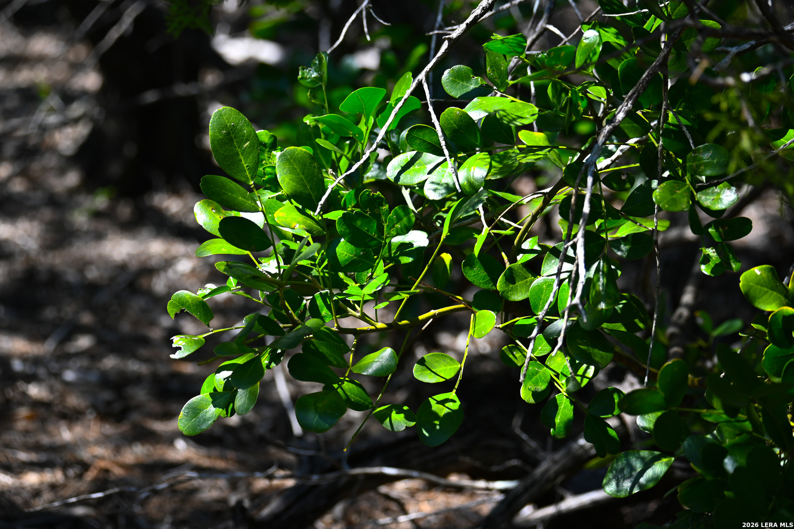 417 Sparkling Springs Dr