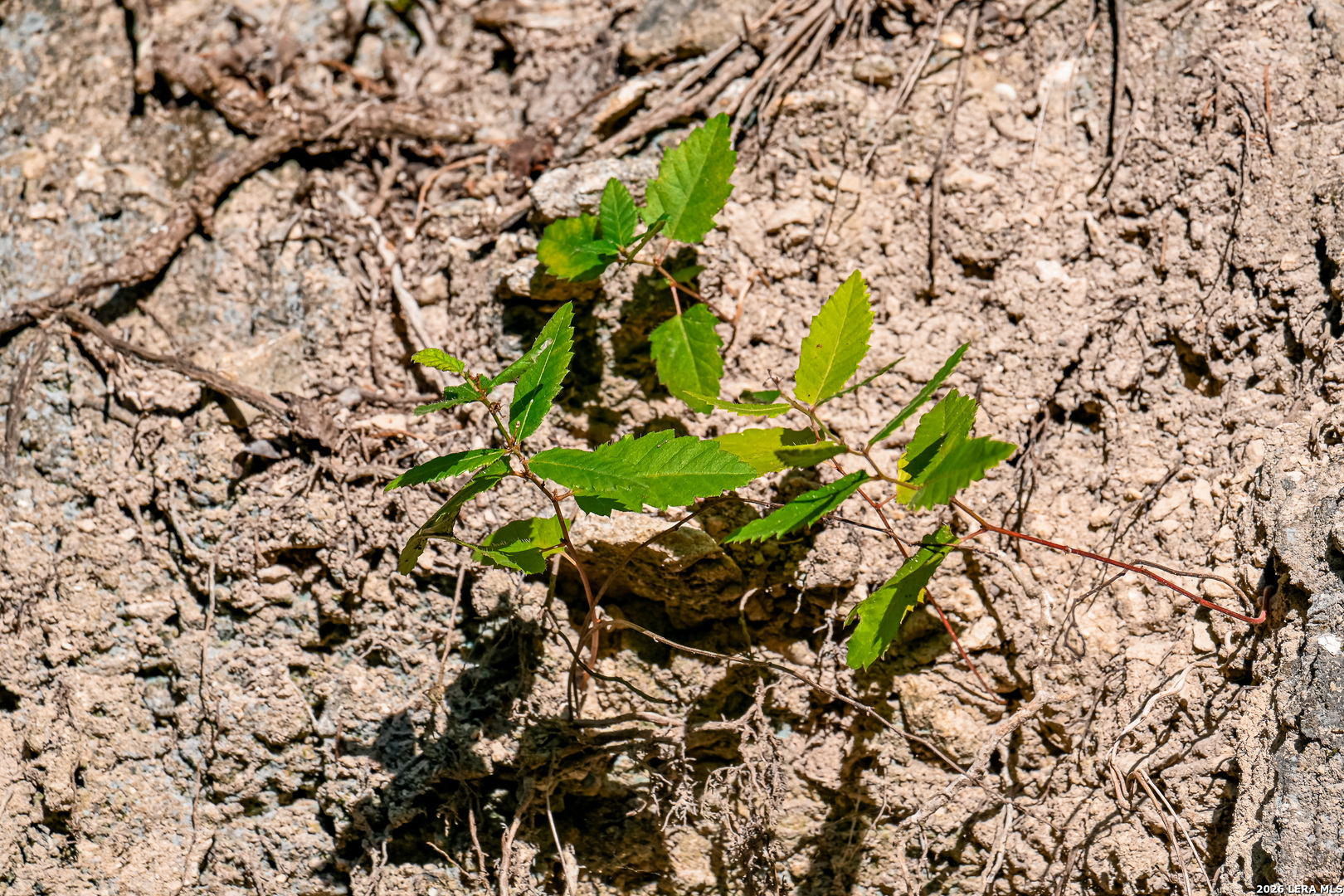 417 Sparkling Springs Dr