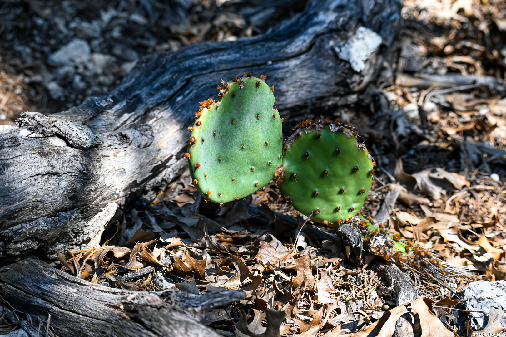 417 Sparkling Springs Dr