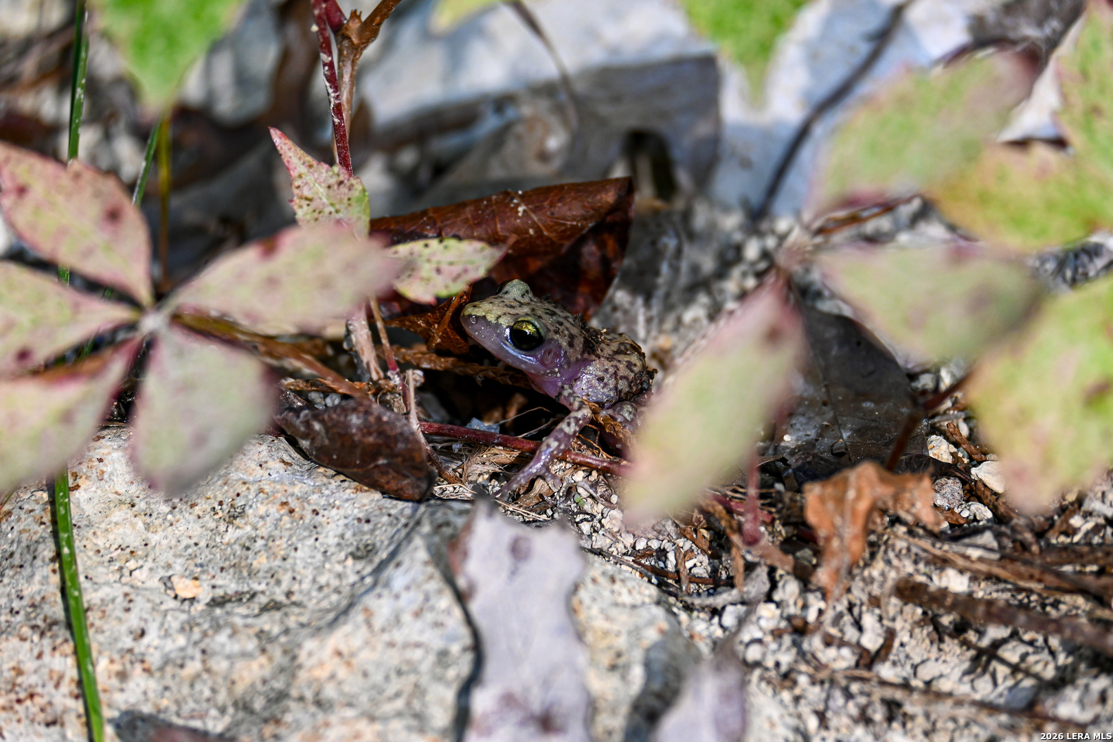 417 Sparkling Springs Dr