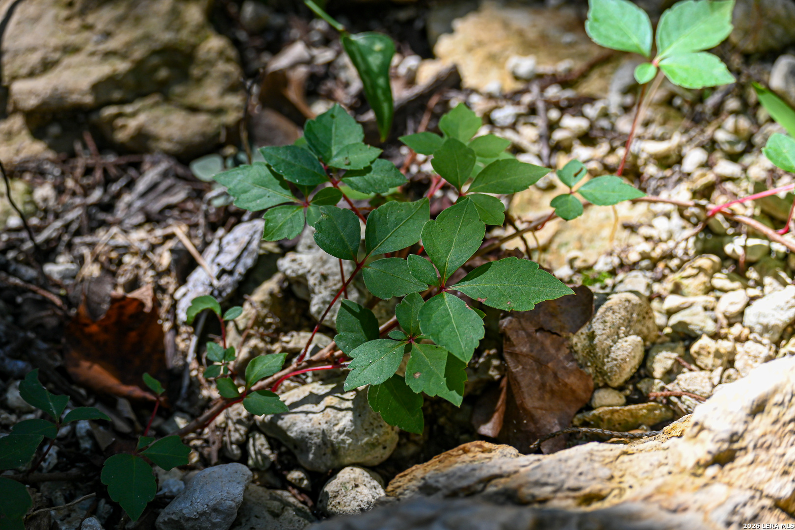 417 Sparkling Springs Dr