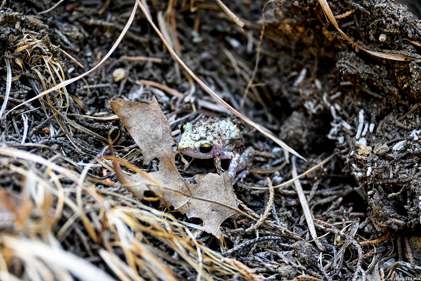 417 Sparkling Springs Dr