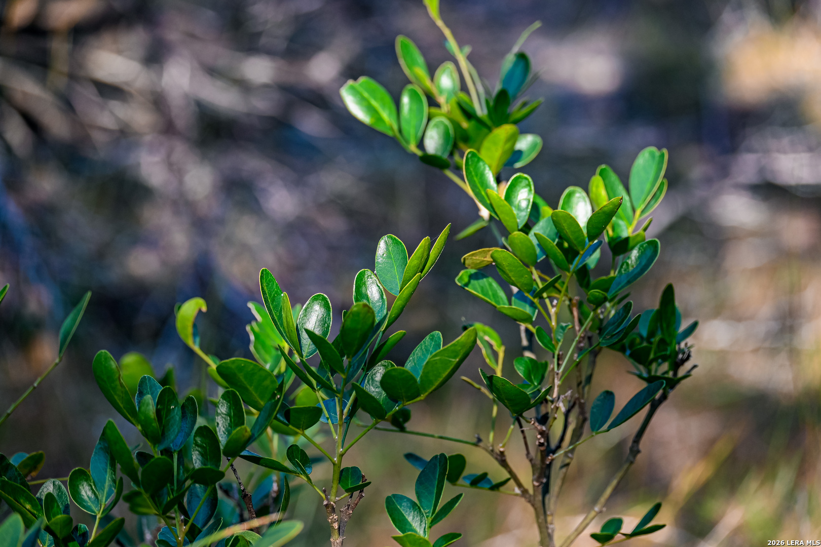 417 Sparkling Springs Dr