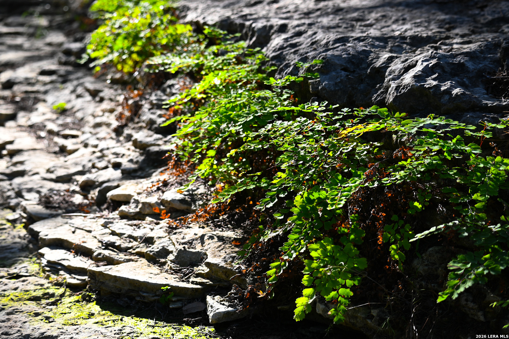 417 Sparkling Springs Dr