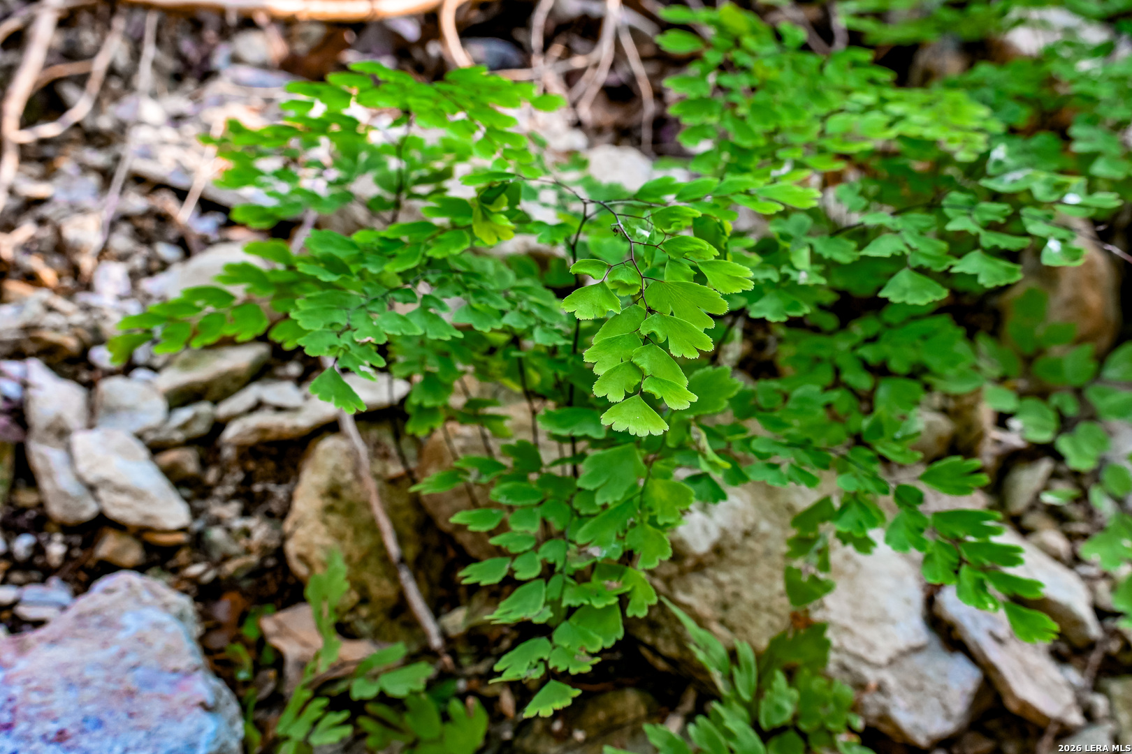 417 Sparkling Springs Dr