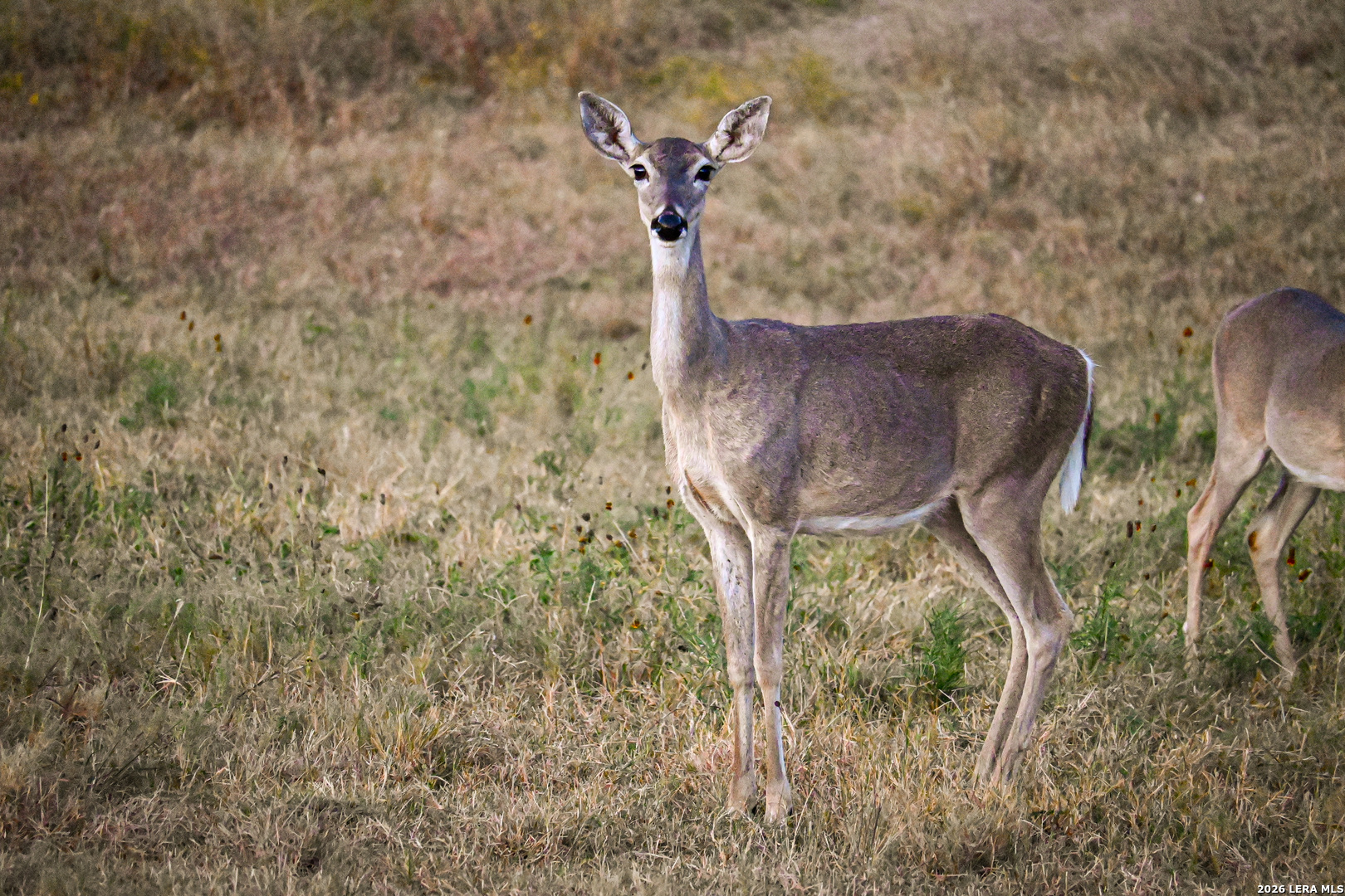 417 Sparkling Springs Dr