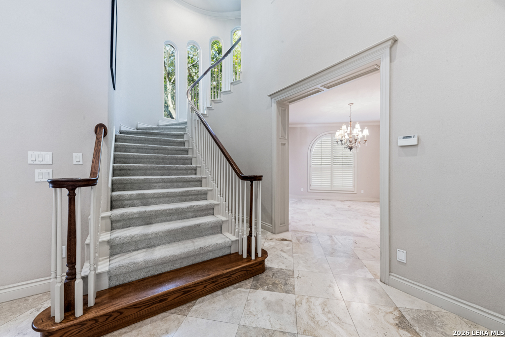 519 Blackjack Oak