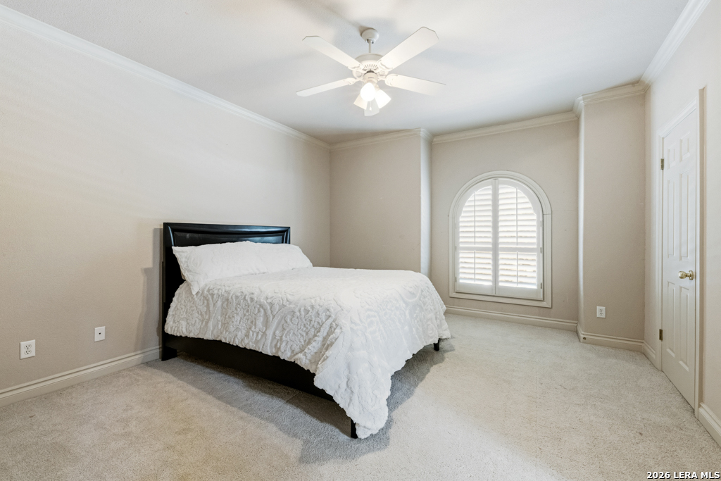 519 Blackjack Oak
