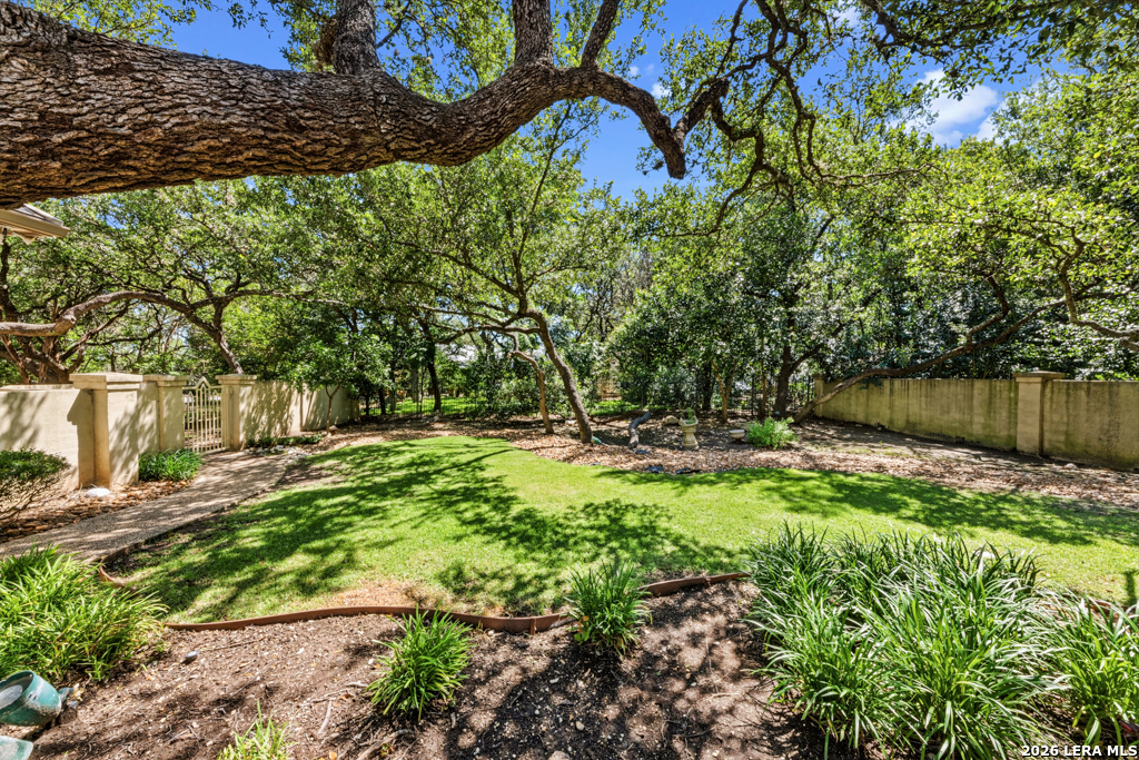 519 Blackjack Oak